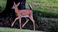 DEERS