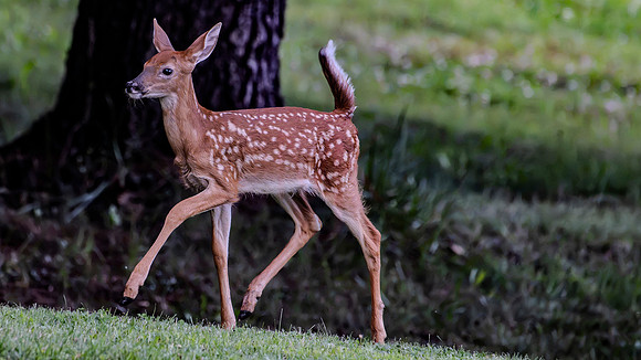 Baby deer-1