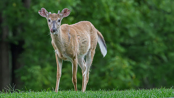 deer-1-22