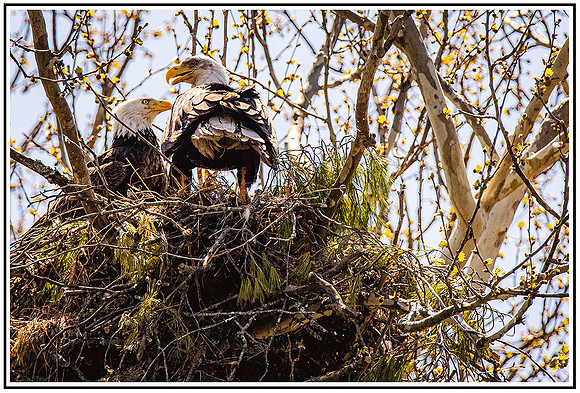 Eagles (198) MK