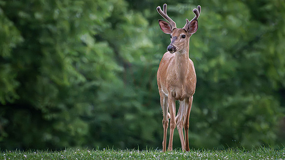 deer-1-24