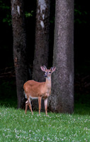 Deer-1-8