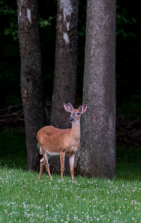 Deer-1-8