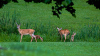 DEERS-photos