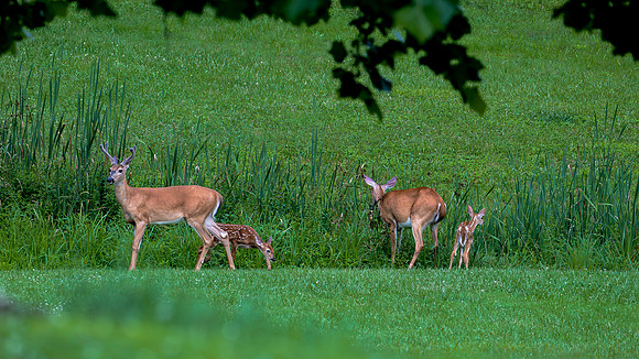 2026 twin deers-1-2