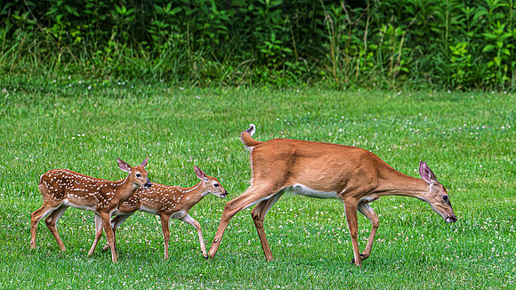 2026 twin deers-1