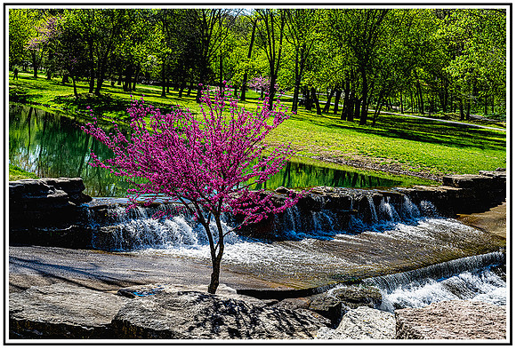 Dogwood (15) MK
