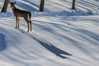 Deer-1-5