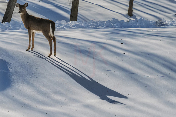 Deer-1-5