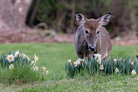 Deer-1-6