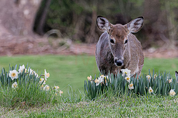 Deer-1-6
