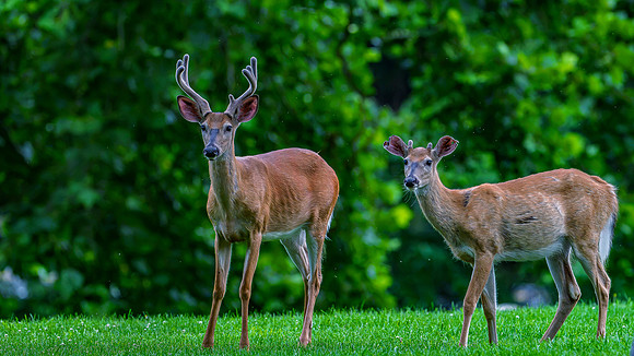 deer-1