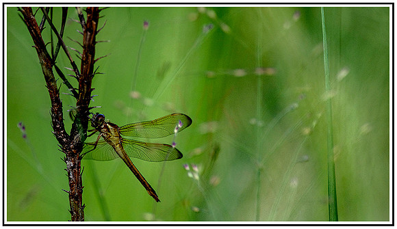 Dragon Fly (535) MK