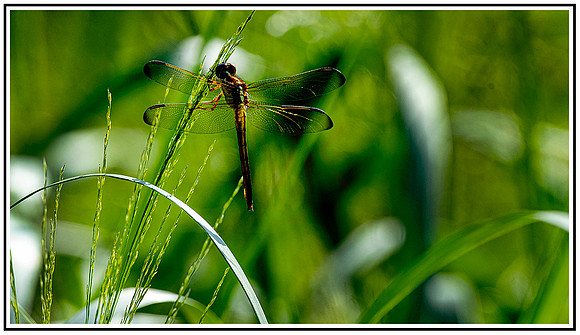 Dragon Fly (3) MK