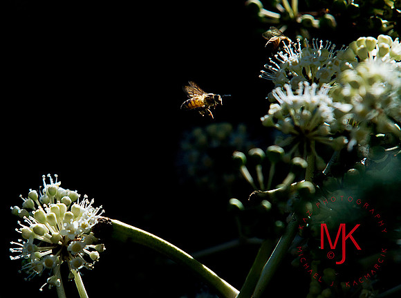 Bee001WM