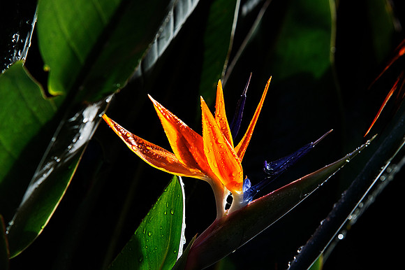 Flower001WM