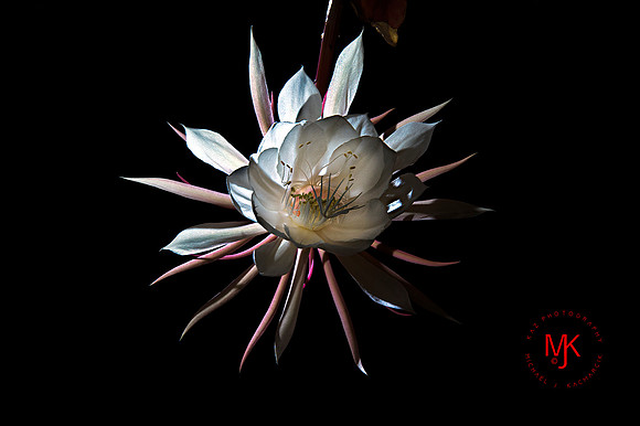 night blooming cereusWM