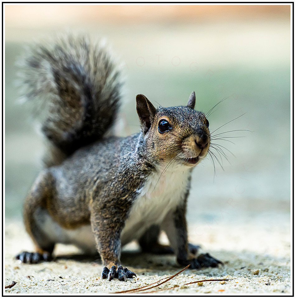 Squirrel (47) MK