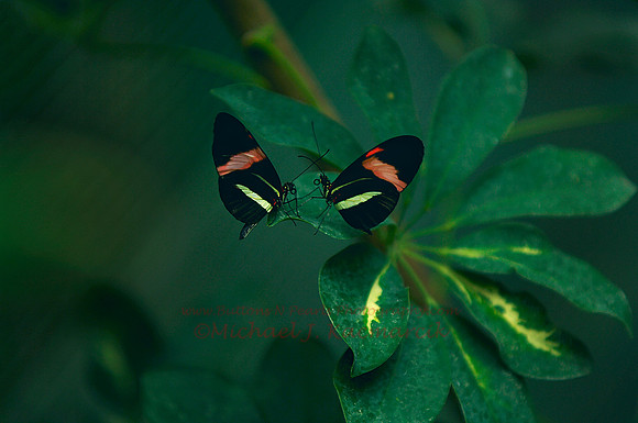 Butterfly-004