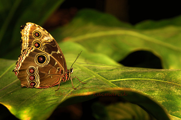 Butterfly-001