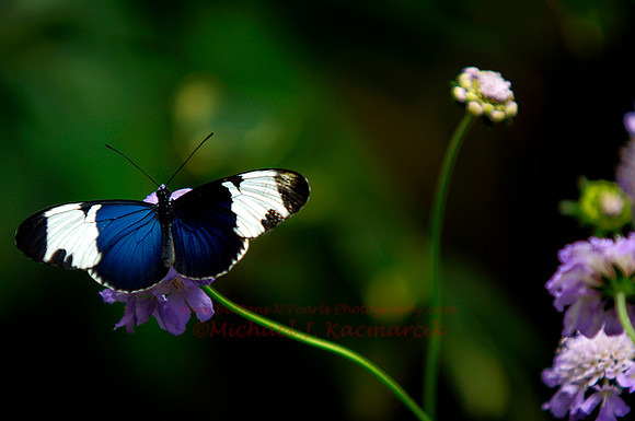 Butterfly-003
