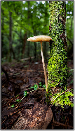 Oconee State Park (155) MK