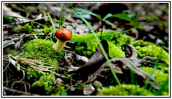 Stone Mountian State Park (259) MK