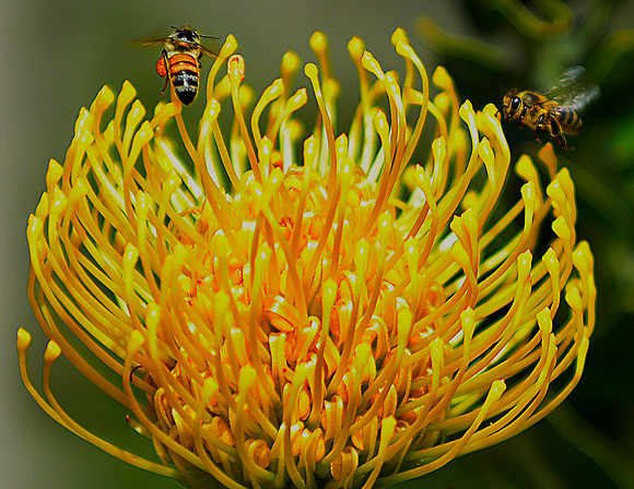 Bees-01AA