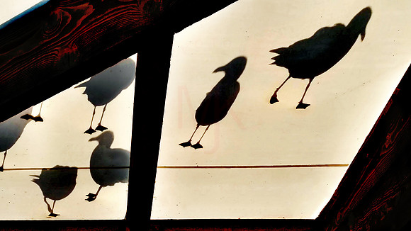 birds on canvas
