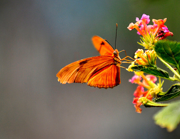 Butterfly03