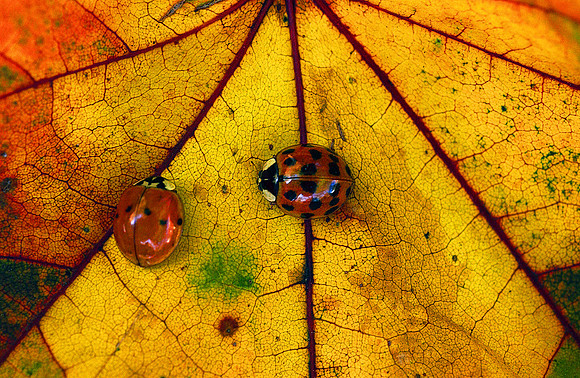 Ladybug02