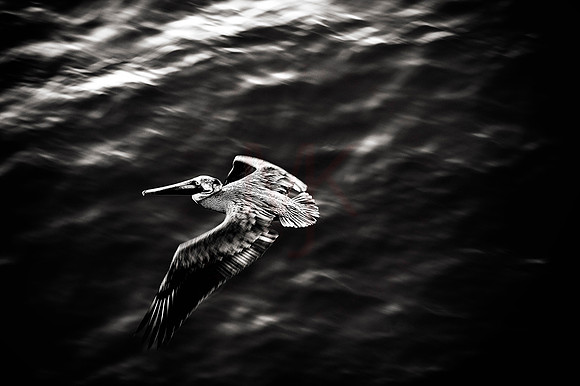 Pelican