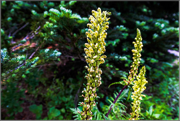 Rainier-0463 MK