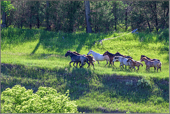 Horses-1938 MK