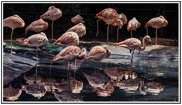 NC Zoo (586) MK