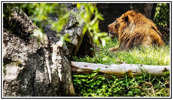 NC Zoo (747) MK