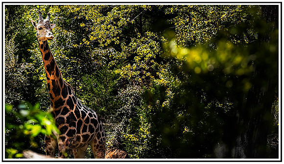 NC Zoo (801) MK