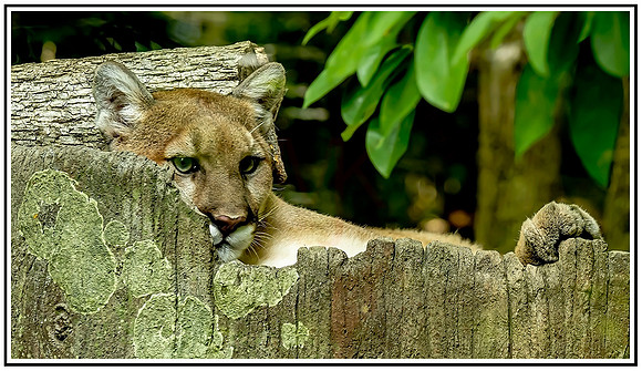NC Zoo (926) MK