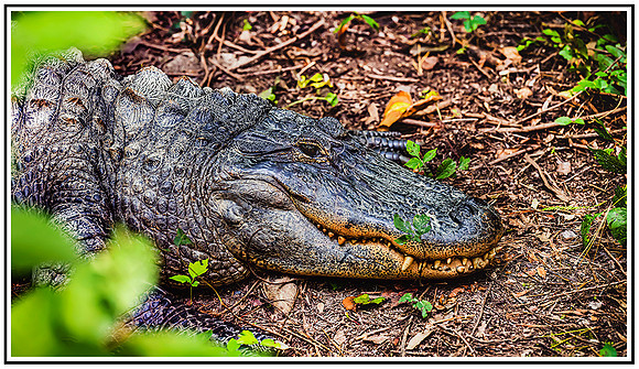 NC Zoo (873) MK