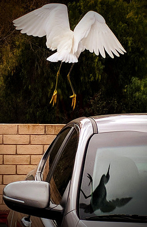 Egret-001