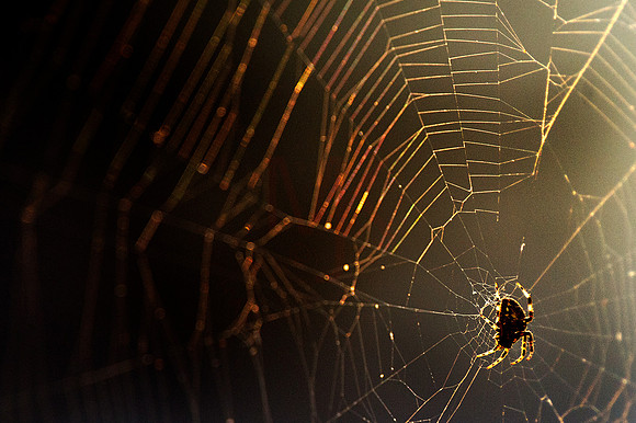 Spider-001
