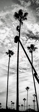 Tree-Trim