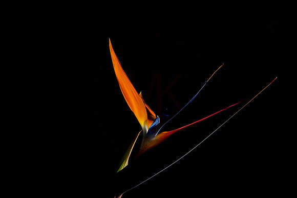 Bird-of-paridise-001