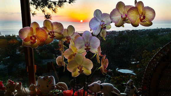Orchid sun