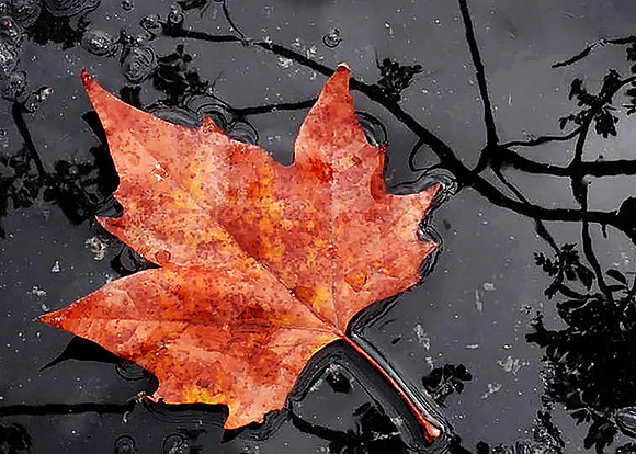 Red Leaf 5x7