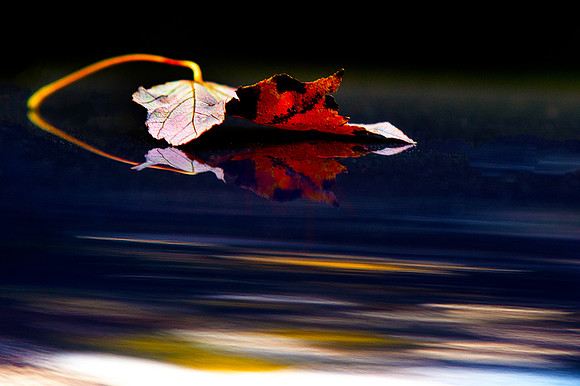Fall Leaf reflecting