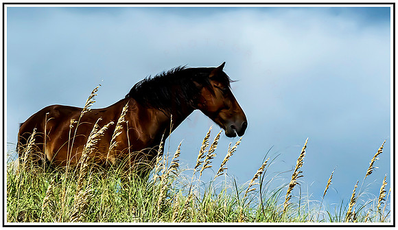 Wild horses (518) MK