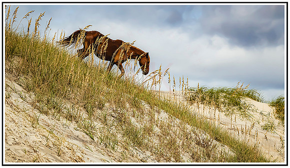 Wild horses (500) MK