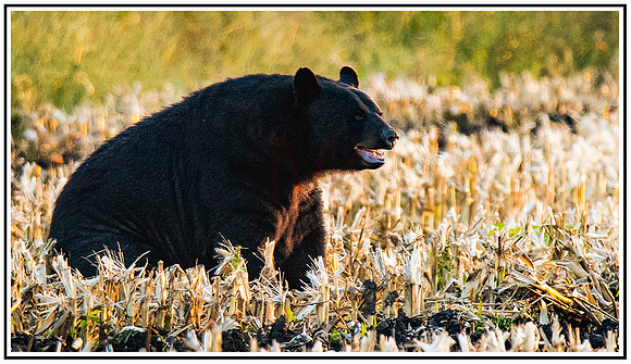 Bears (85) MK