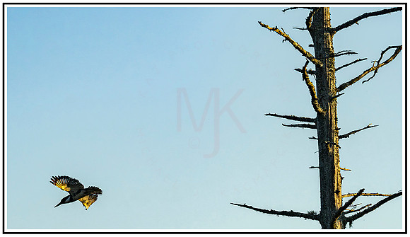 Alligator preserve (1) MK